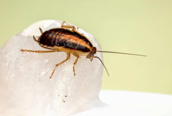 Как за один день избавиться от тараканов? Вот что их испугает — быстро убегут из квартиры