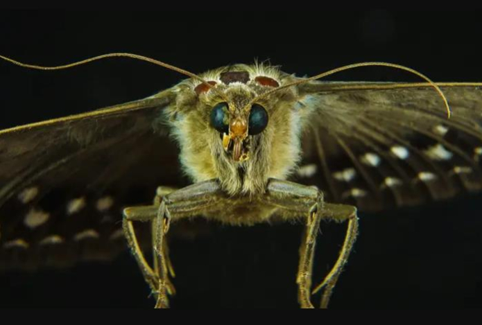 Копеечное средство навсегда изгонит пищевую моль. Найдёте его в каждой аптеке