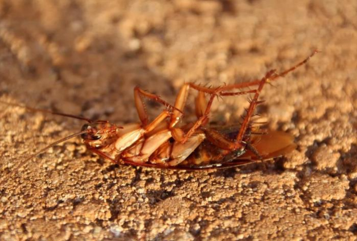 Тараканы разбегутся без оглядки. Ядерное средство отобьет у гадов желание наносить вам визиты — «убийца» насекомых