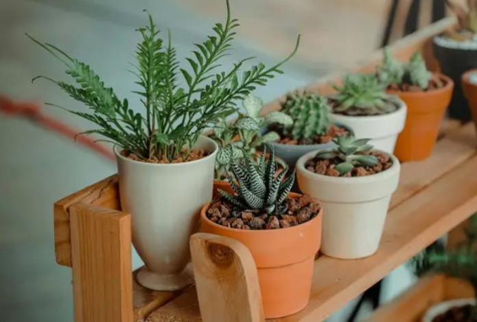 Эти три комнатных растения нельзя дарить и принимать в подарок