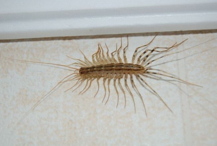 Сороконожка в доме — опасность или польза