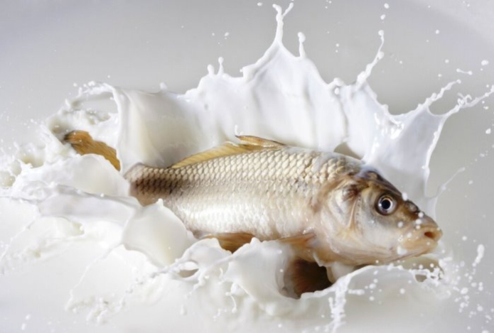 Можно ли запивать рыбу молоком