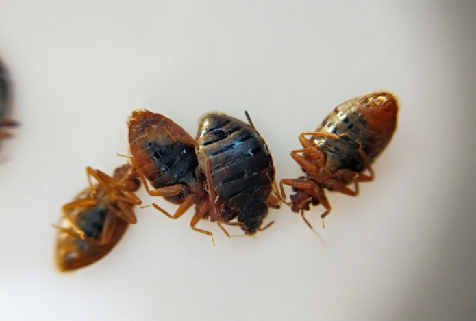 Просто распылите это в доме, и клопы исчезнут — домашнее средство облегчит жизнь