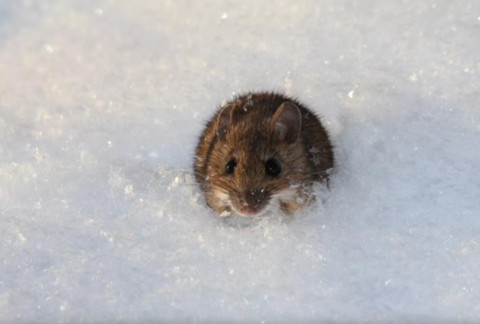 Разложите носки по углам — мыши выскочат из дома даже зимой. Мощный отпугиватель грызунов от народных умельцев