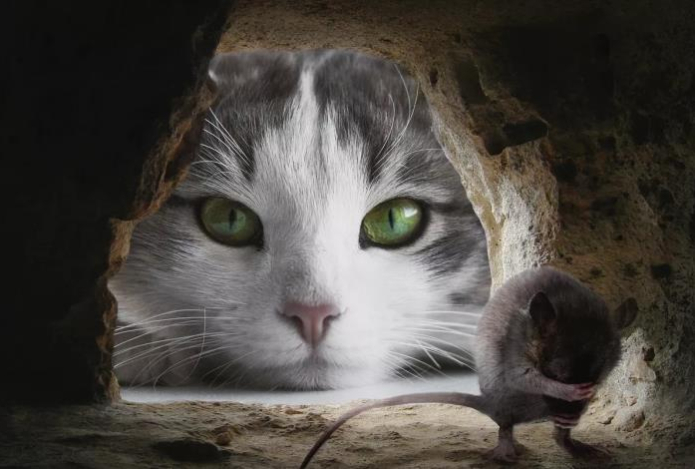 Одно средство — и мышами в доме больше не пахнет. Эффект заметен уже после высыхания