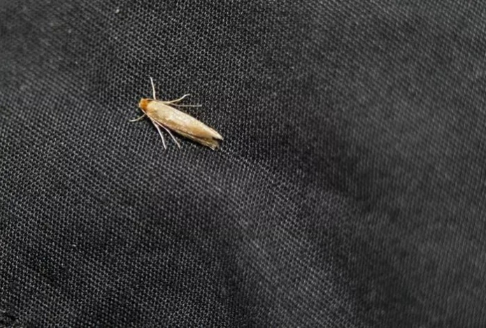 Спастись от моли можно. Всего одно растение решит проблемы с мерзким насекомым — забудет к вам дорогу раз и навсегда