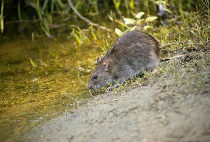 Этот кулинарный ингредиент отпугнет мышей и крыс навсегда — они не могут терпеть его запах