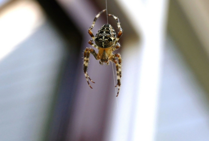 Все пауки сбегут из дома, если посадить это растение — они боятся его как огня