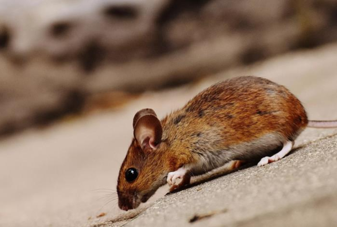 Один клочок шерсти — и мыши дружно убегут из дома. Грызуны не переносят этот запах и боятся его до ужаса