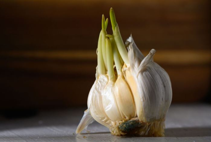 Почему нельзя выбрасывать проросший чеснок