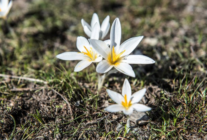 В Казахстане расцвели занесенные в Красную книгу редкие растения