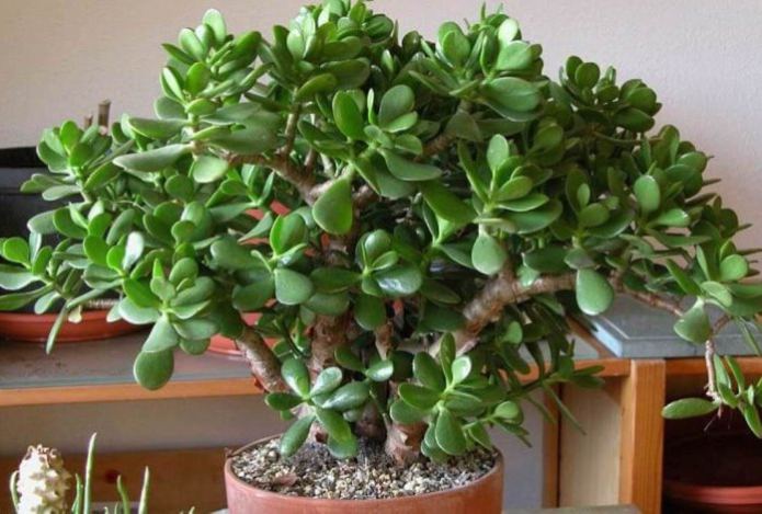 Почему дома нельзя держать денежное дерево