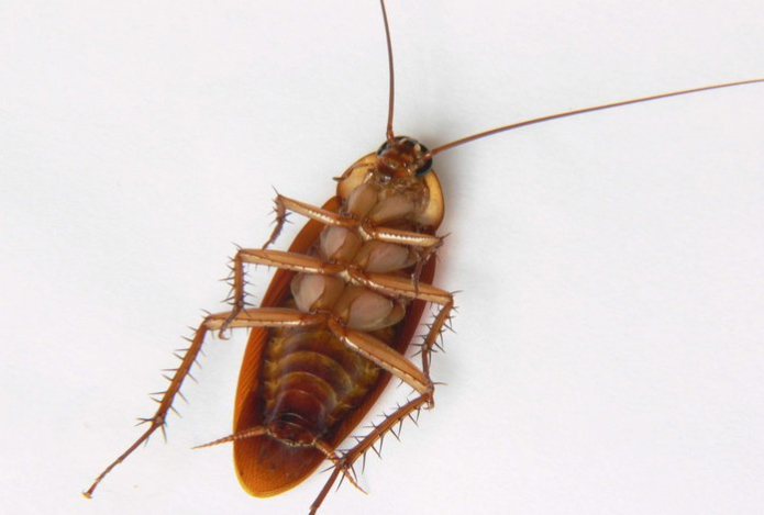 Эти растения помогут «экологично» избавиться от тараканов — отпугивают и повреждают их нервную систему