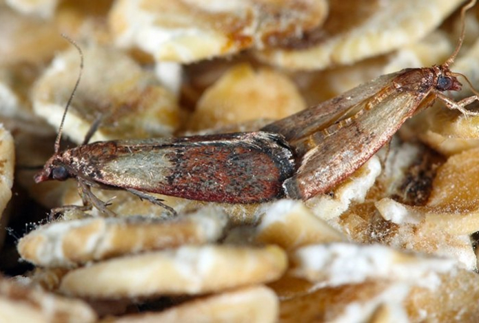 Как избавиться от пищевой моли — названы три проверенных способа. Вредные бабочки улетят и не вернутся