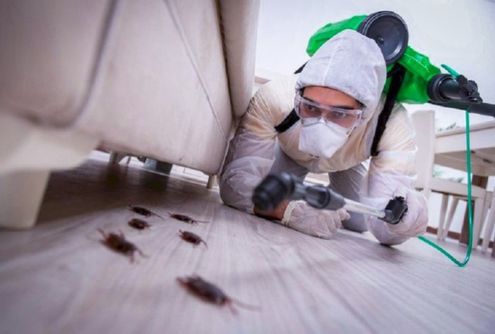 Тараканы больше не вернутся — «секретное оружие» против насекомых