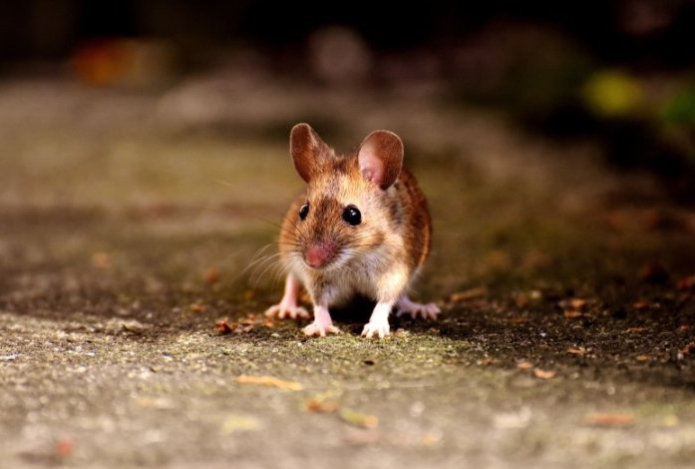 Три «пшика» по углам — и мыши сбегут со всех ног. Без спецсредств и инструментов