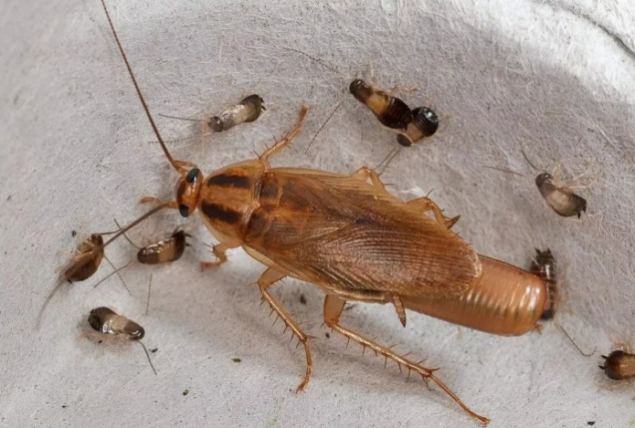 Гадкая орда с потомством исчезнет. Ловушка для тараканов из картона и вазелина — сбежать не получится