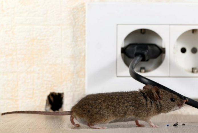 Как очистить дом от мышей с помощью куска фольги. Оставили на полу на ночь — к утру грызунов и след простыл