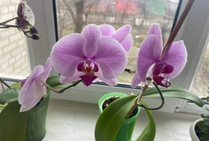Орхидея мечтает об этом в марте. Один стакан отвара — и даже сухая ветка «воскреснет»