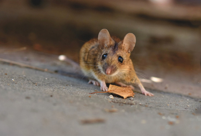 Мыши боятся этого средства больше, чем кошек. Расставьте емкости по углам — толпа грызунов покинет жилище