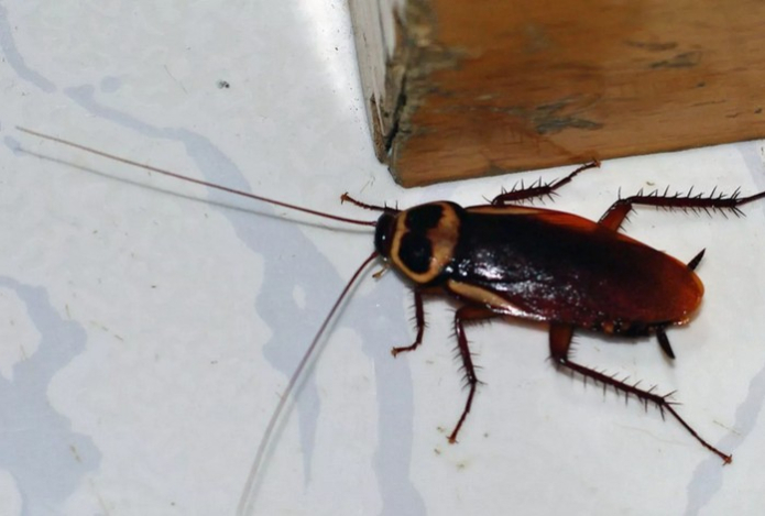Тараканы убегут из дома как угорелые — если смогут. Ученые назвали натуральное средство от вредителей без химикатов