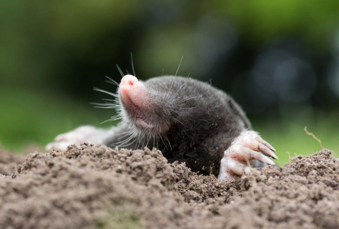 Раскрыт гуманный способ борьбы с кротами на участке — без жестокости и ядов. Зверьки «обидятся» и уйдут