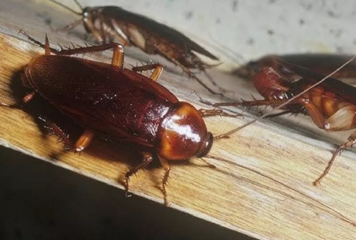 Всего пару капель этого средства — о прусаках и не вспомните. Защищает помещение от тараканов 24/7