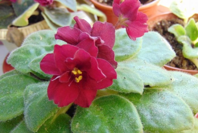 Один пакетик чая — и фиалки цветут как бешеные. Яркие цветы видны за километр