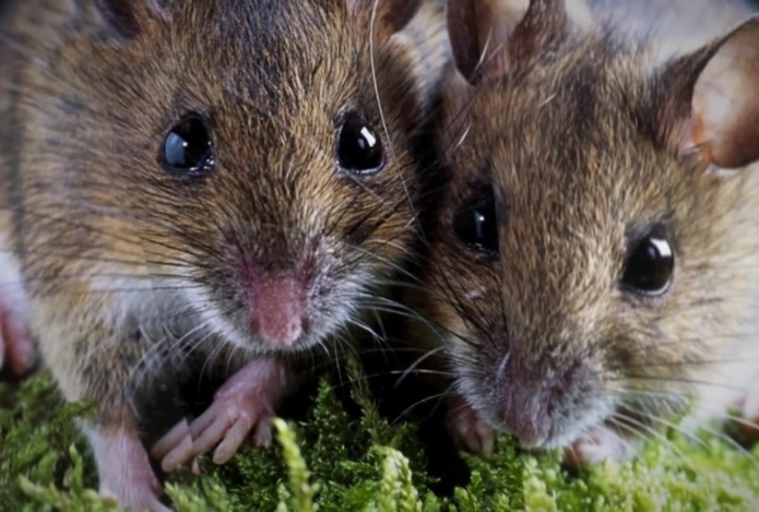 От мышей в доме не останется и следа. Как выгнать грызунов с помощью винной пробки