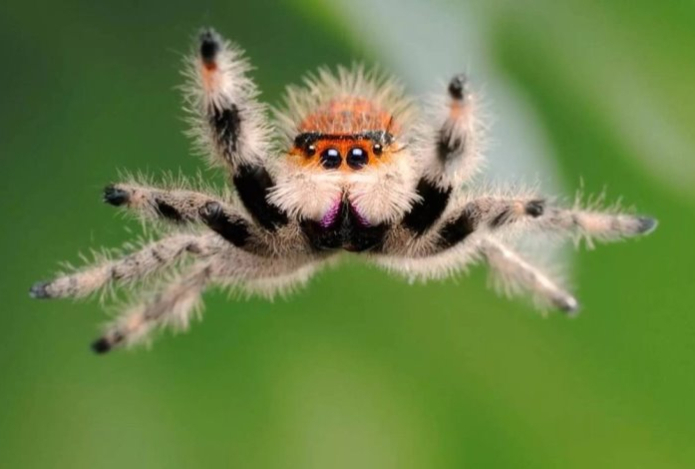 Факт, который изменит ваше отношение к паукам навсегда