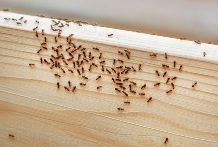 Муравьи исчезнут навсегда. Вот где нужно разложить лавровые листья