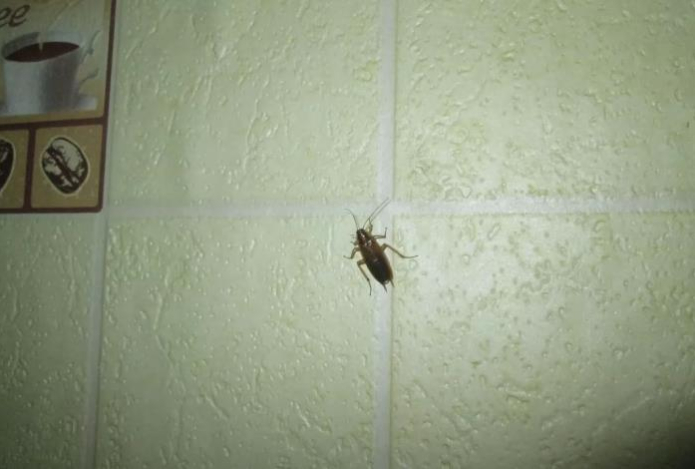 Средство от тараканов обнаружено. Всего одна смесь изведет мерзких вредителей — они больше не появятся в доме