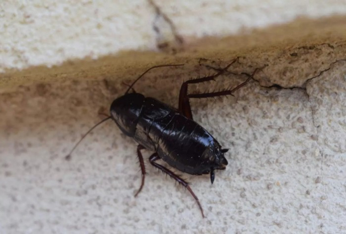 Это убойное средство «попросит» тараканов на выход получше ядовитых инсектицидов — просто опрыскайте им дом