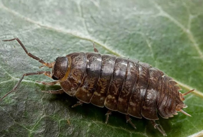 Мокрицы, чешуйницы и другие вредители. Как избавиться от мелких насекомых в ванной — берем соду и одну специю