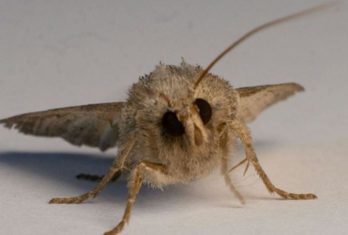 Моль боится этого, как огня — положите в шкаф, чтобы спасти любимые вещи, мех и обувь