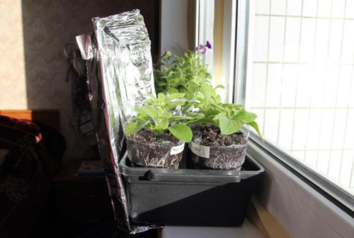 Растения крепчают при помощи фольги. Экономлю и радуюсь, больше никаких переплат за свет 