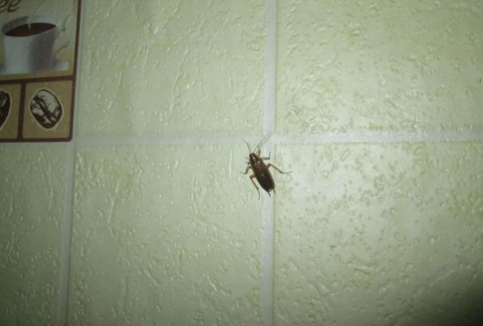 Спасение от тараканов есть. Эта пряность избавит от мерзких насекомых — даже духа вредителей не будет в доме