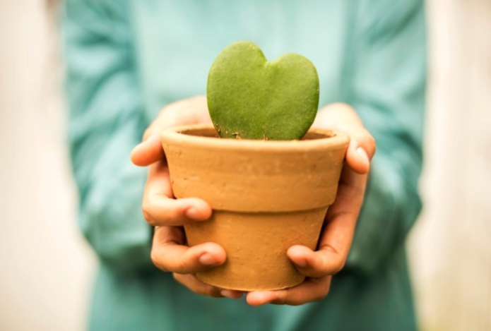 Цветы в горшках дарить нельзя. Плохая примета — подарок с подвохом