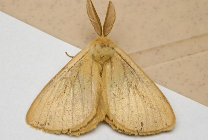 Как избавиться от моли без отравы и химии? Помогут эти простые средства — от коварных насекомых не будет и следа