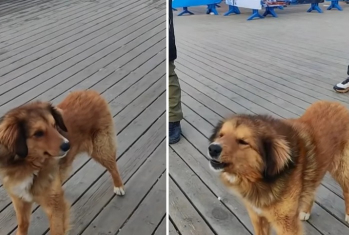 Ролик с собакой, «подпевающей» гимну, умилил казахстанцев