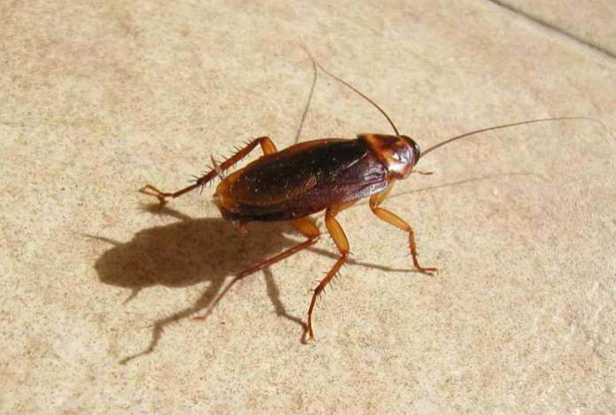 Идеальное спасение от тараканов. Ни одного усача больше не будет в доме — все мерзкие вредители сбегут