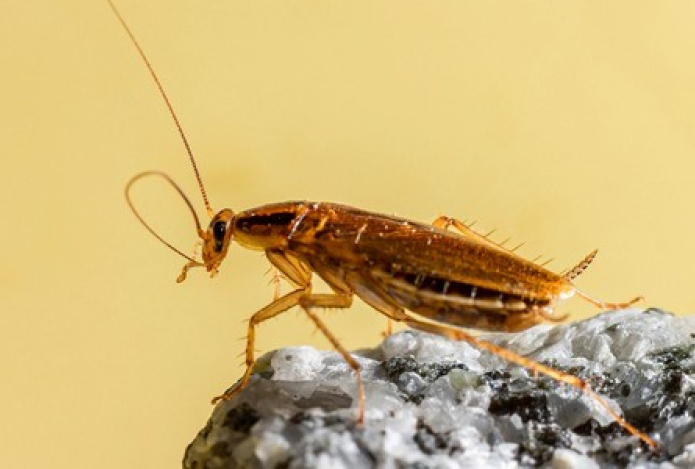 Две капли — и тараканы в ужасе сбегут из дома. Это копеечное средство прогонит насекомых раз и навсегда