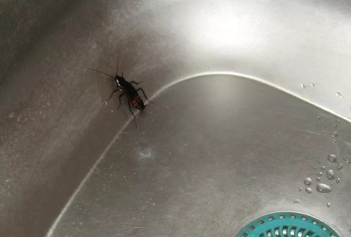 Всего несколько капель этого масла — и тараканы забудут к вам дорогу. Обращает вредителей в бегство