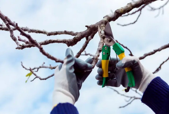 Не жгите их во дворе — что лучше всего сделать с ветками после обрезки деревьев