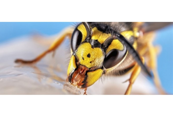 Что делать, если укусила оса — простой алгоритм действий