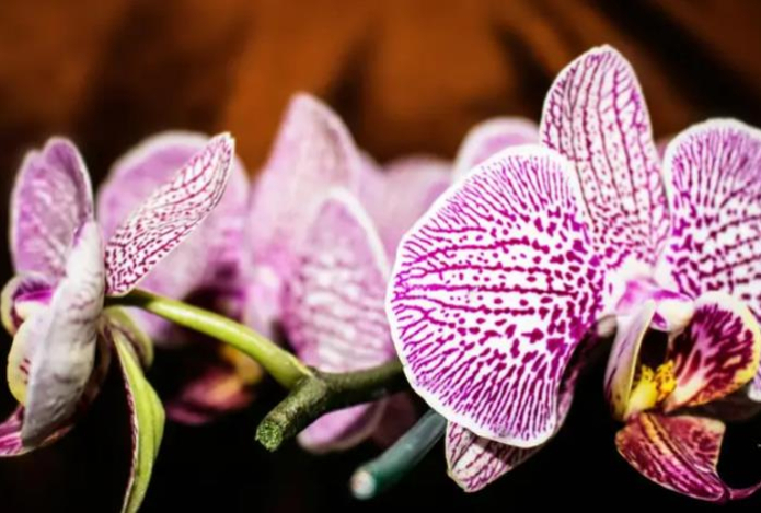 Одно идеальное место для орхидеи. Здесь она будет цвести непрерывно