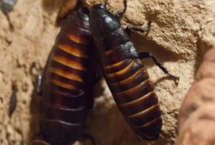 Яд не используем. За две минуты готовим для тараканов другое «угощение» — мерзкие усачи гибнут сотнями