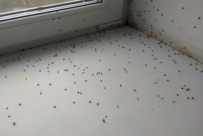 Как легко избавиться от мошек на кухне — понадобится всего один кухонный прибор