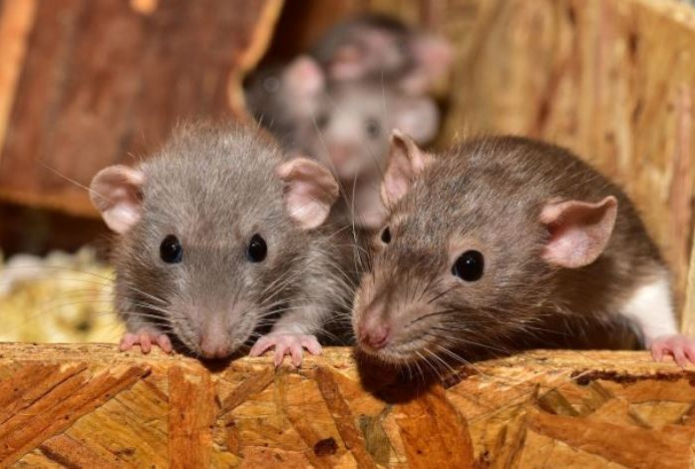 Это дешевое аптечное средство навсегда выгонит крыс из вашего гаража или подвала