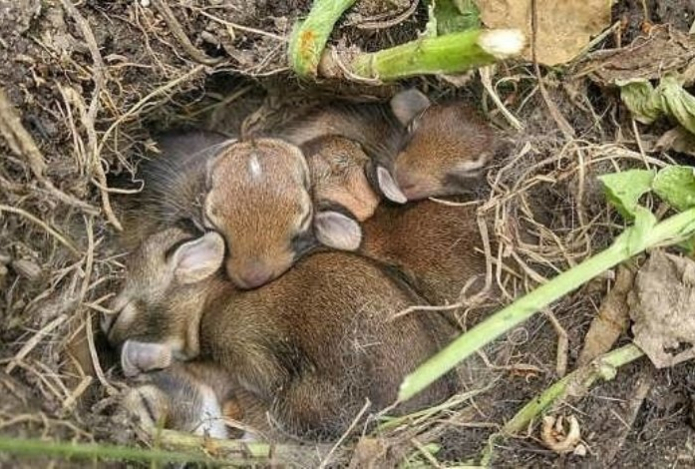 В Казахстане призывают не жечь траву, чтобы не уничтожить первых зайчат 